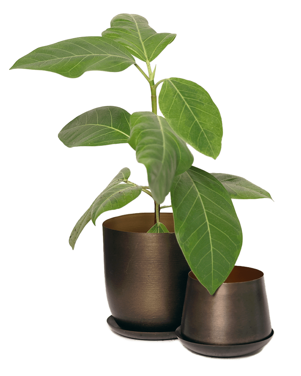 Joe Metal Pot With Drainage Hole | 3 & 5 inch - Chive Ceramics Studio - Pots - Chive Ceramics Studio