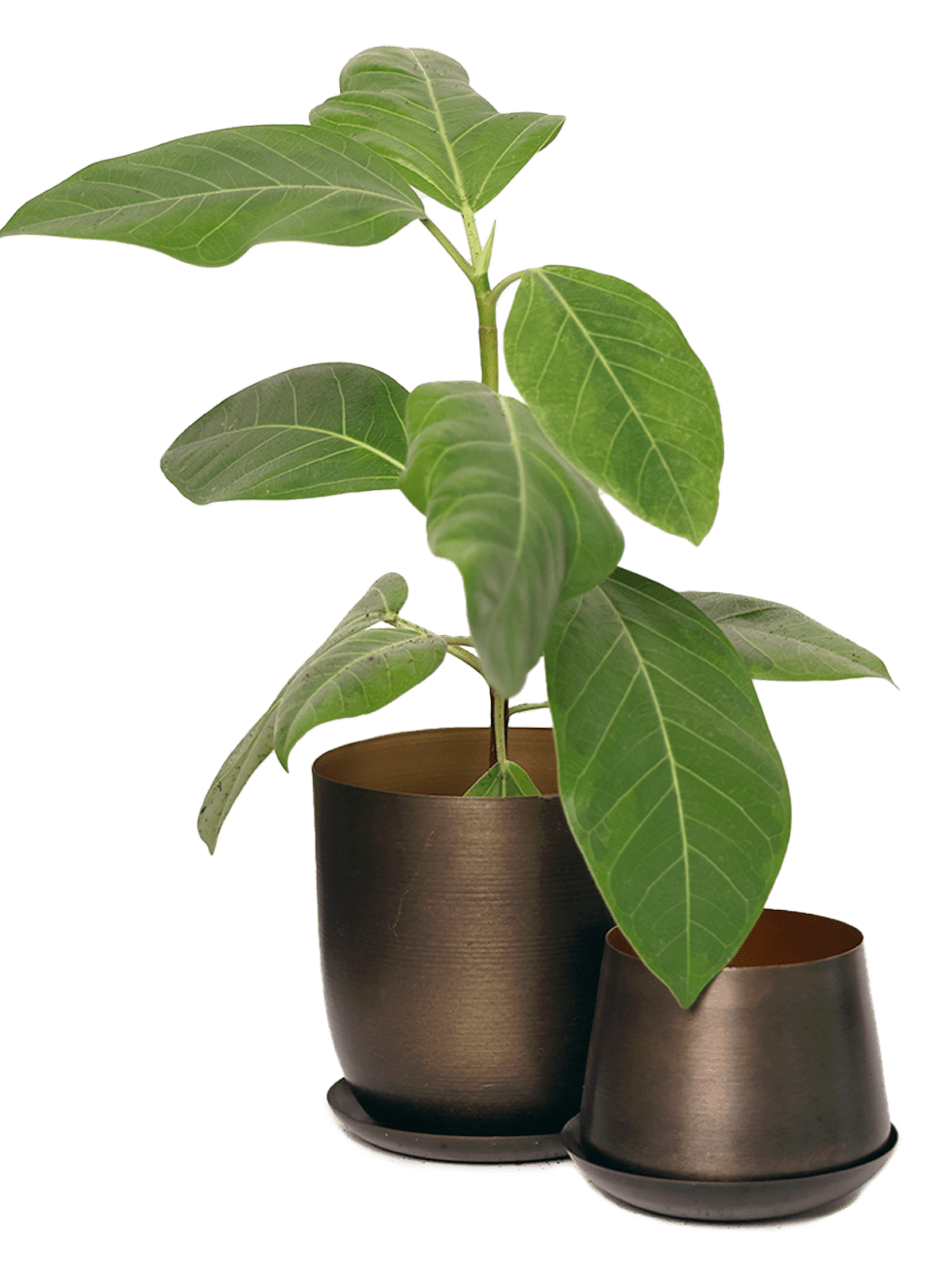 Joe Metal Pot With Drainage Hole | 3 & 5 inch - Chive Ceramics Studio - Pots - Chive Ceramics Studio