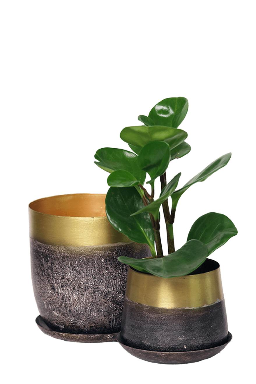 Joe Metal Pot With Drainage Hole | 3 & 5 inch - Chive Ceramics Studio - Pots - Chive Ceramics Studio