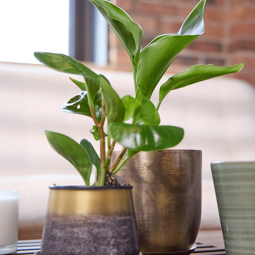 Joe Metal Pot With Drainage Hole - Chive Ceramics Studio - Pots - Chive US
