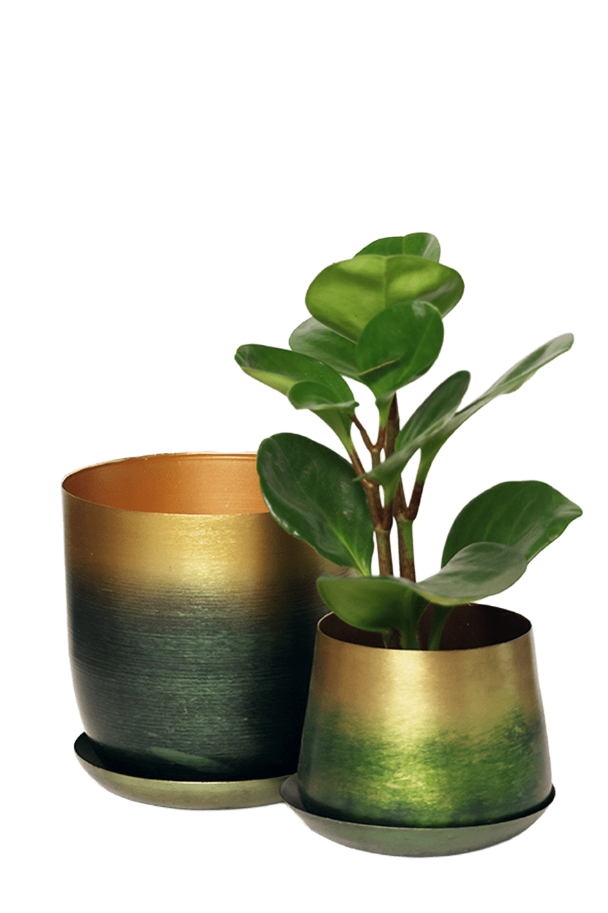 Joe Metal Pot With Drainage Hole | 3 & 5 inch - Chive Ceramics Studio - Pots - Chive Ceramics Studio