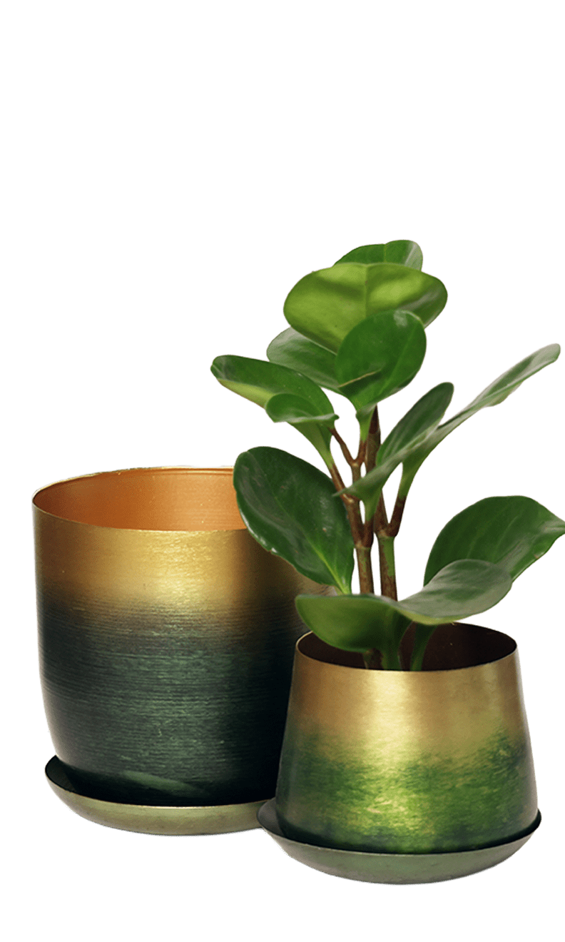 Joe Metal Pot With Drainage Hole | 3 & 5 inch - Chive Ceramics Studio - Pots - Chive Ceramics Studio