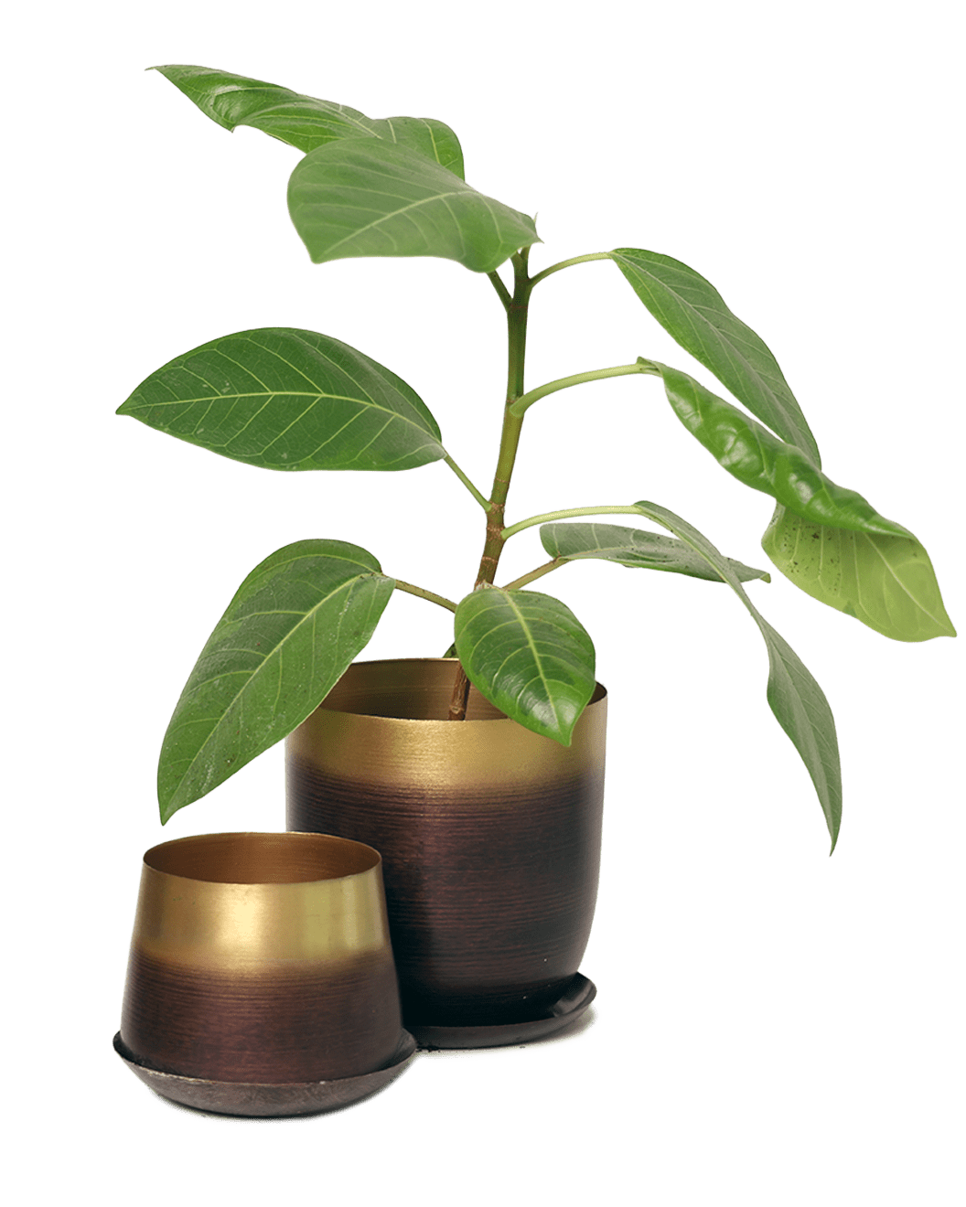 Joe Metal Pot With Drainage Hole | 3 & 5 inch - Chive Ceramics Studio - Pots - Chive Ceramics Studio