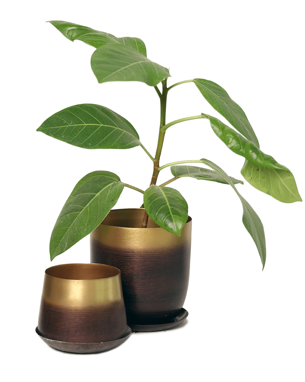 Joe Metal Pot With Drainage Hole | 3 & 5 inch - Chive Ceramics Studio - Pots - Chive Ceramics Studio