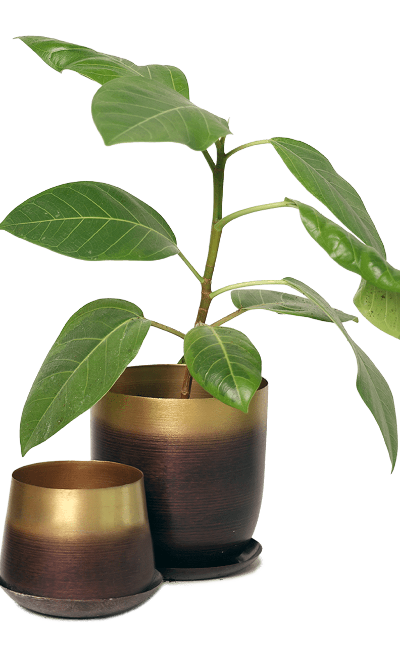 Joe Metal Pot With Drainage Hole | 3 & 5 inch - Chive Ceramics Studio - Pots - Chive Ceramics Studio