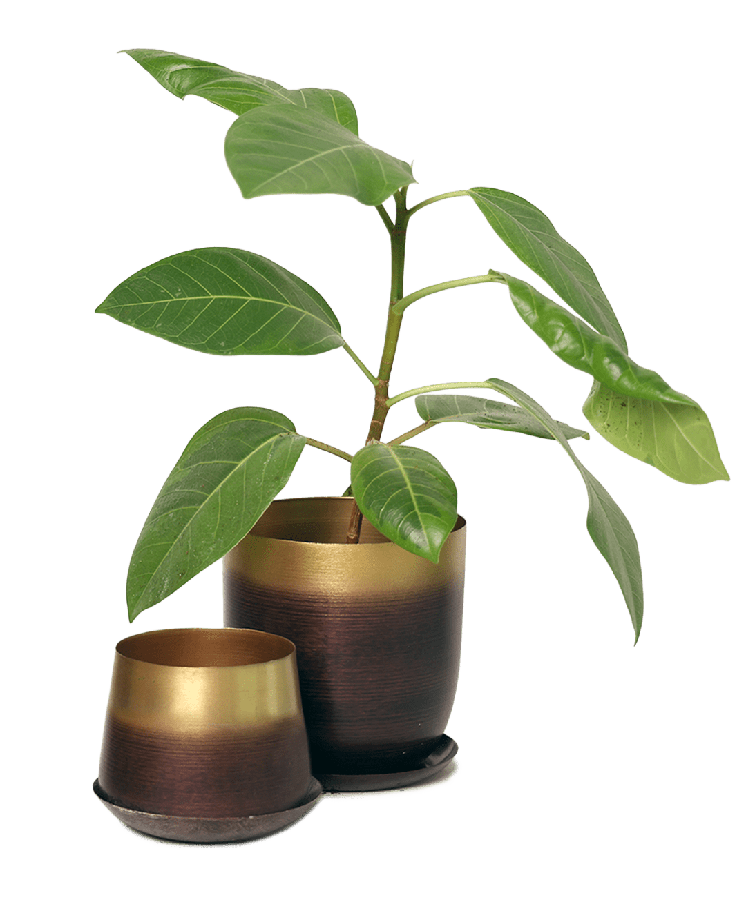 Joe Metal Pot With Drainage Hole | 3 & 5 inch - Chive Ceramics Studio - Pots - Chive Ceramics Studio