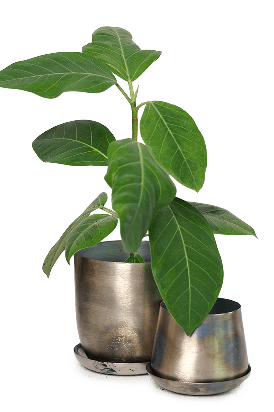 Joe Metal Pot With Drainage Hole | 3 & 5 inch - Chive Ceramics Studio - Pots - Chive Ceramics Studio