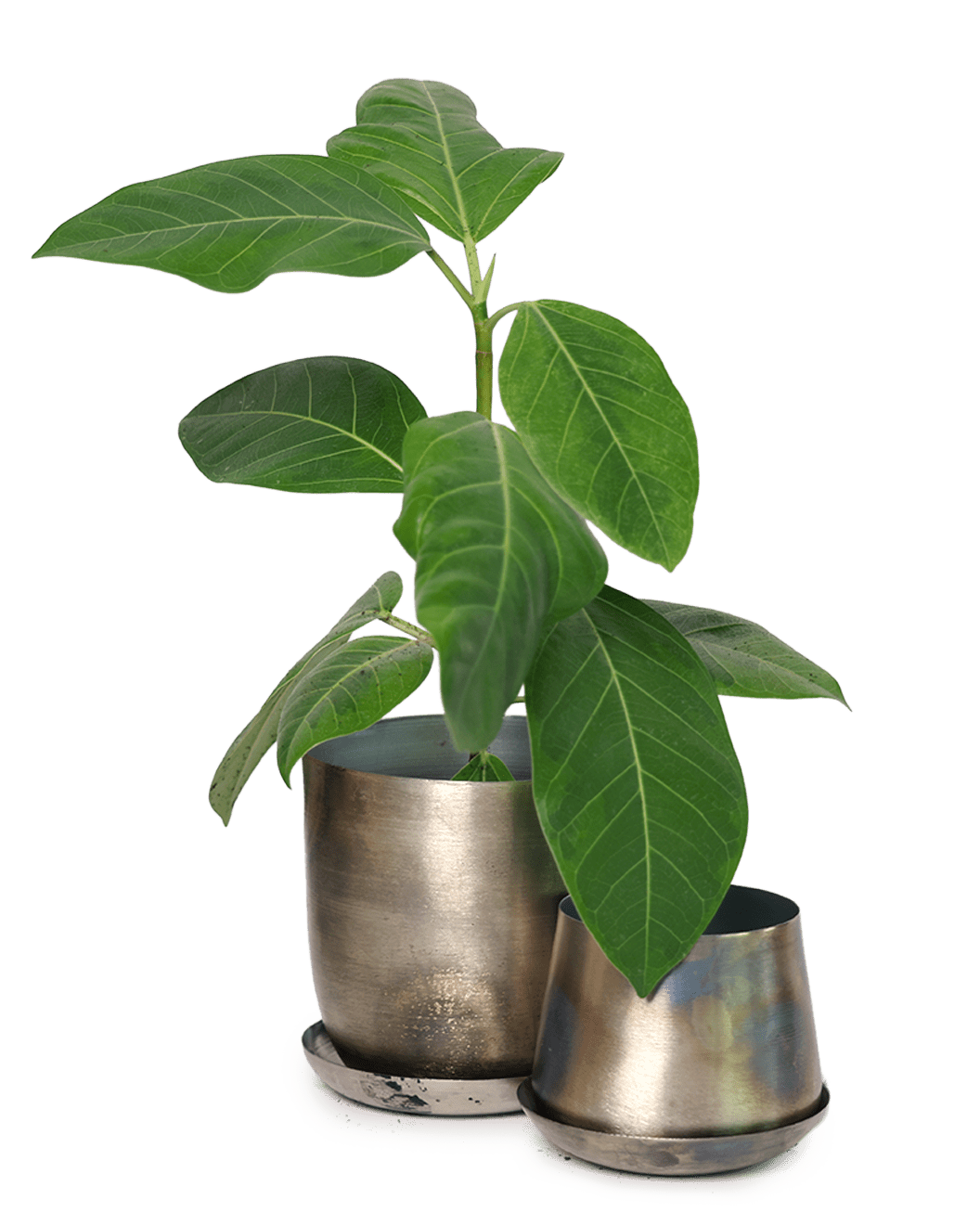 Joe Metal Pot With Drainage Hole | 3 & 5 inch - Chive Ceramics Studio - Pots - Chive Ceramics Studio