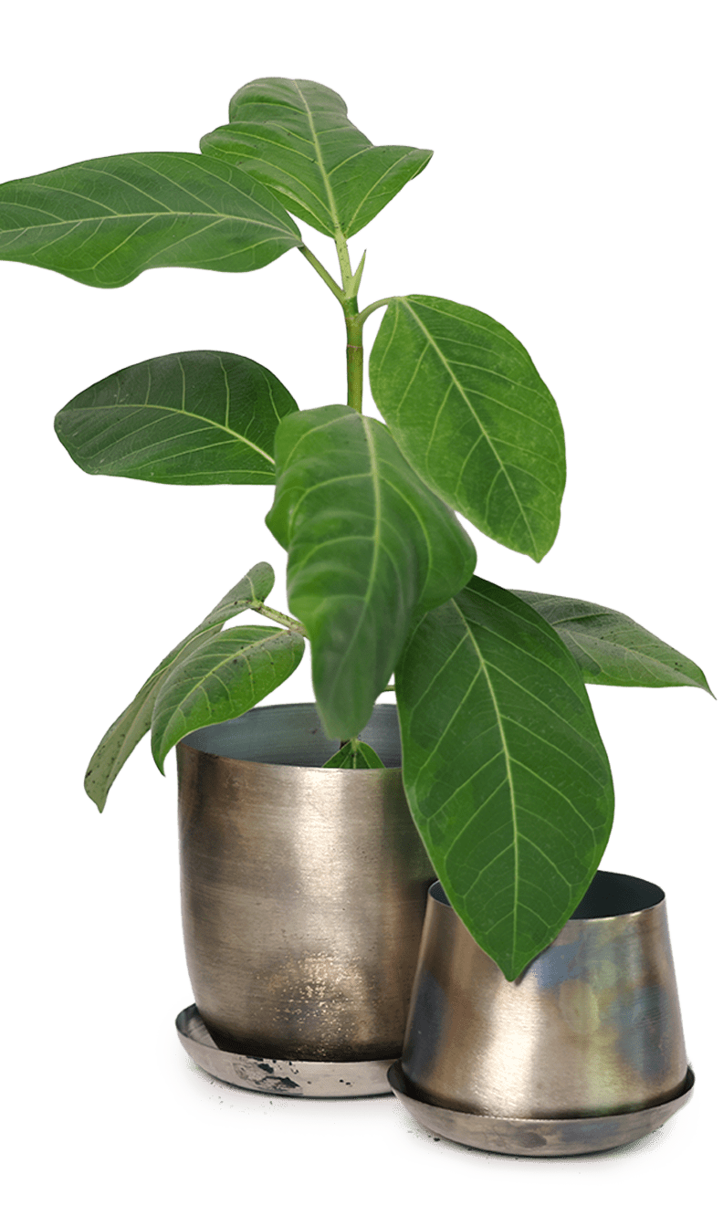 Joe Metal Pot With Drainage Hole | 3 & 5 inch - Chive Ceramics Studio - Pots - Chive Ceramics Studio