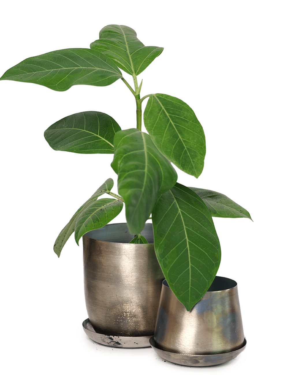 Joe Metal Pot With Drainage Hole | 3 & 5 inch - Chive Ceramics Studio - Pots - Chive Ceramics Studio