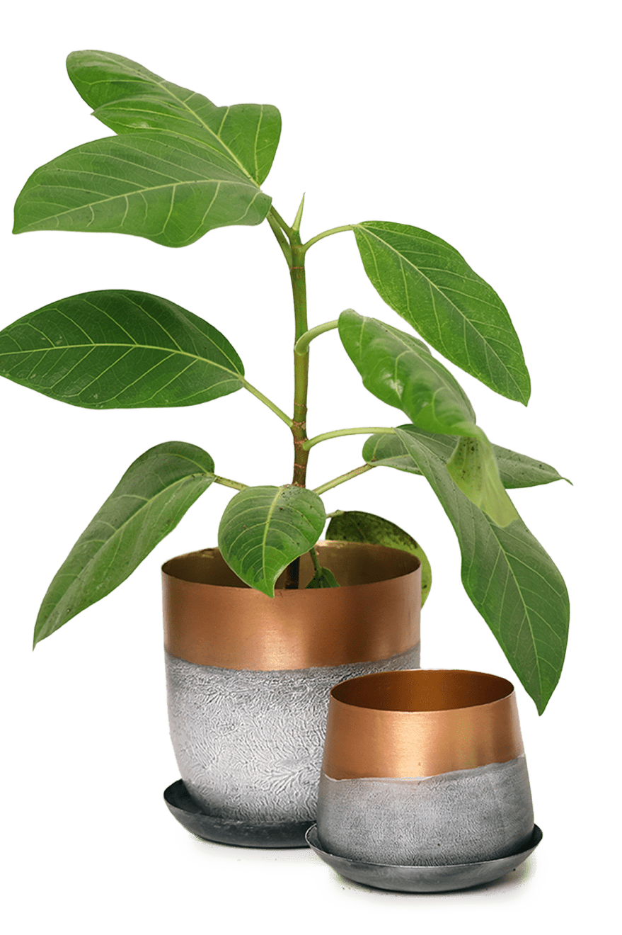 Joe Metal Pot With Drainage Hole | 3 & 5 inch - Chive Ceramics Studio - Pots - Chive Ceramics Studio