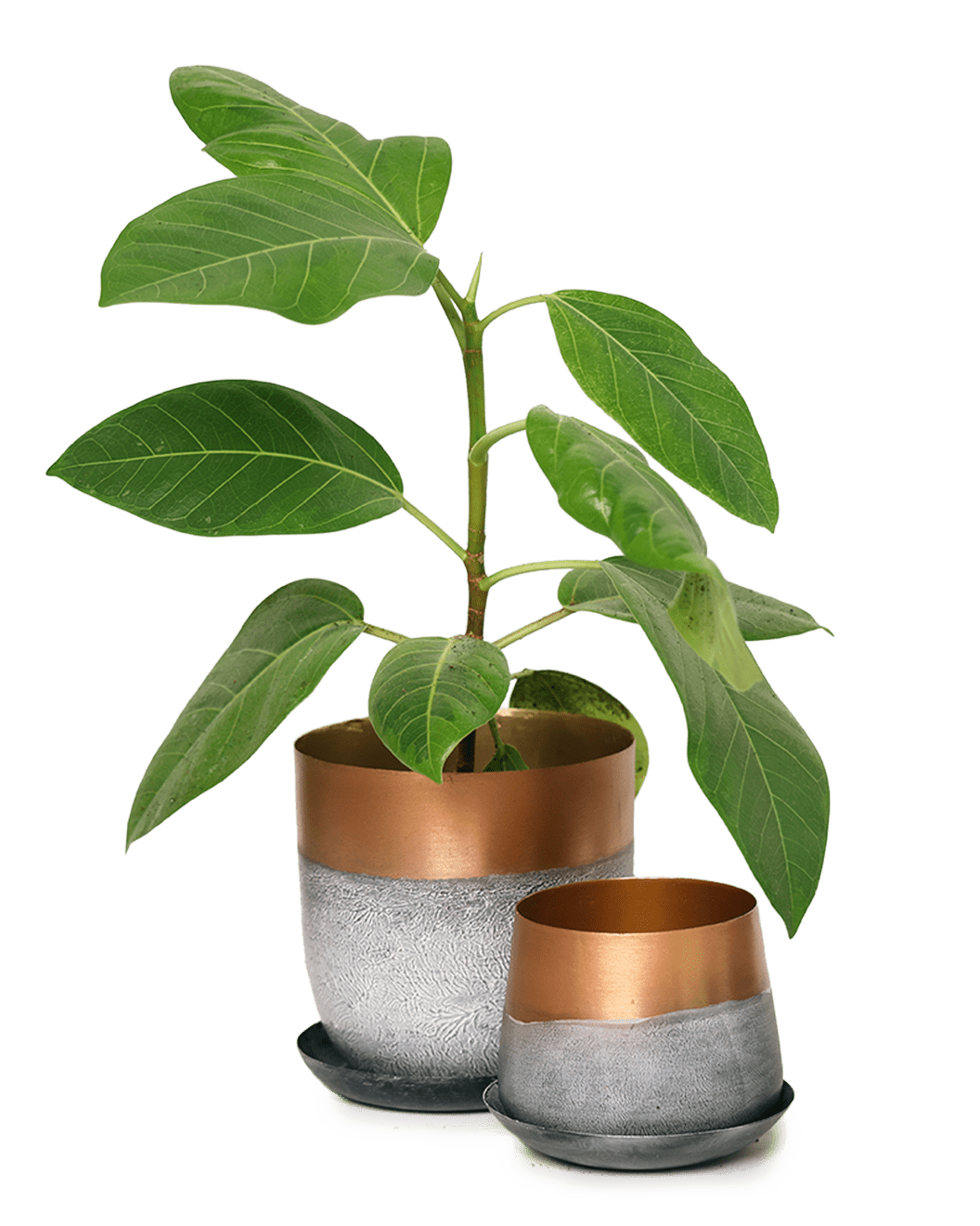 Joe Metal Pot With Drainage Hole | 3 & 5 inch - Chive Ceramics Studio - Pots - Chive Ceramics Studio