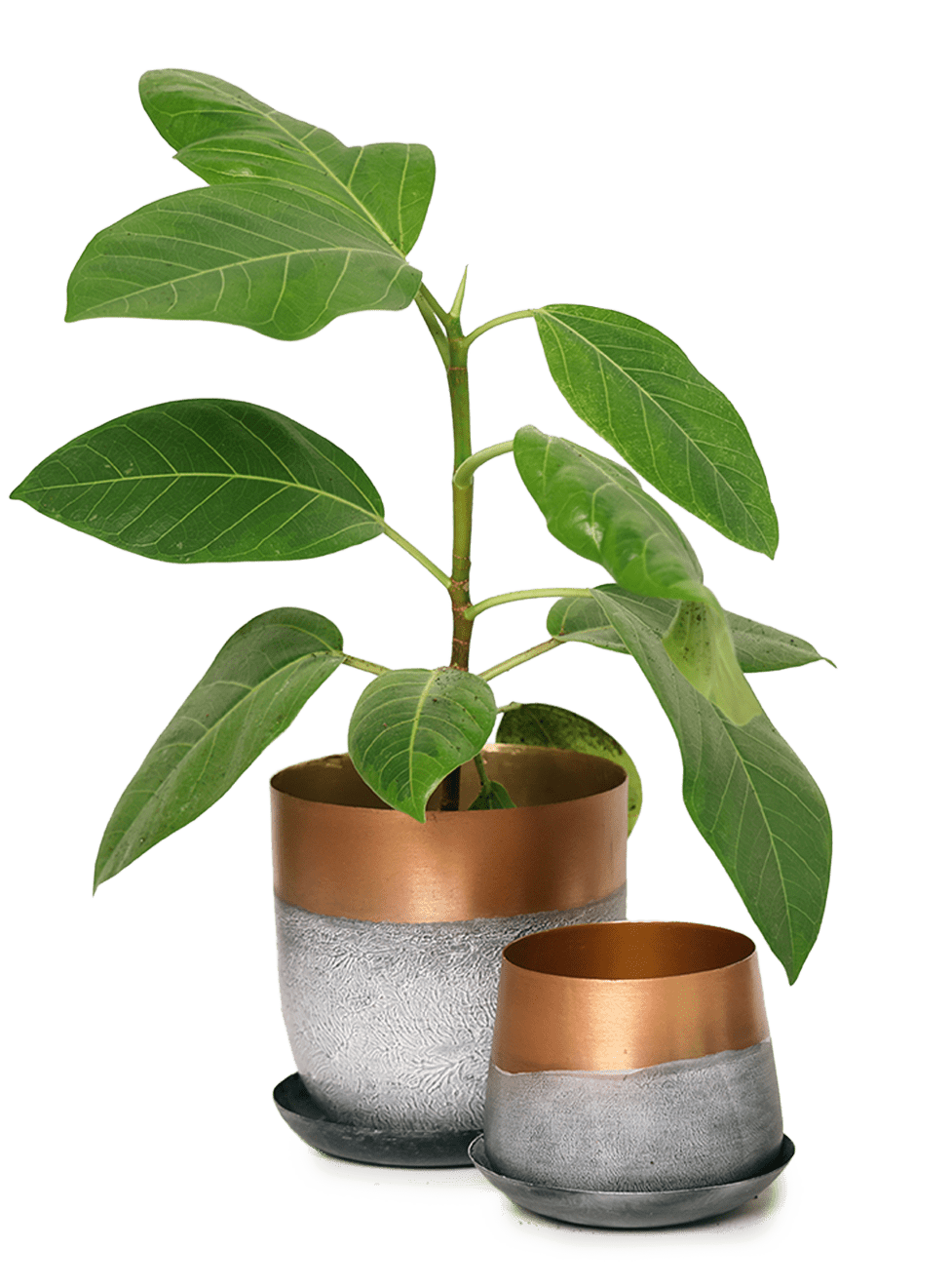 Joe Metal Pot With Drainage Hole | 3 & 5 inch - Chive Ceramics Studio - Pots - Chive Ceramics Studio