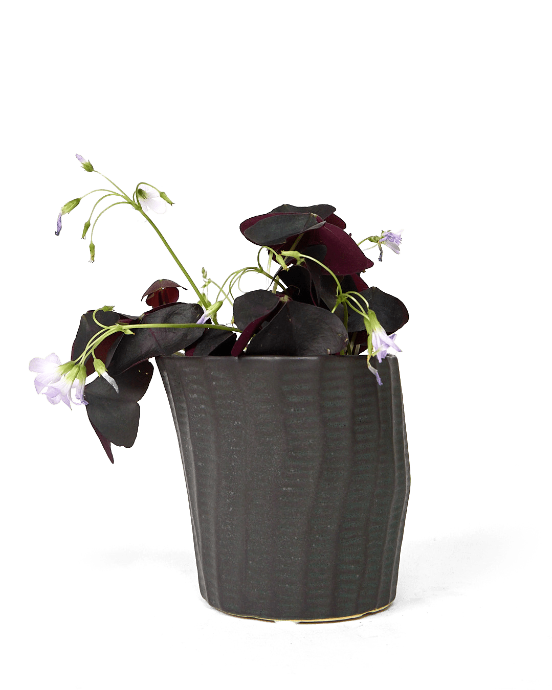 Katakana Ceramic Pot Planter - Chive Ceramics Studio - Pots - Chive Ceramics Studio