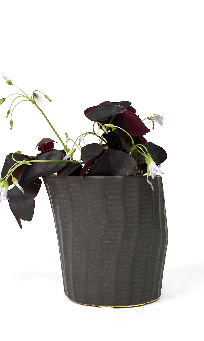 Katakana Ceramic Pot Planter - Chive Ceramics Studio - Pots - Chive Ceramics Studio