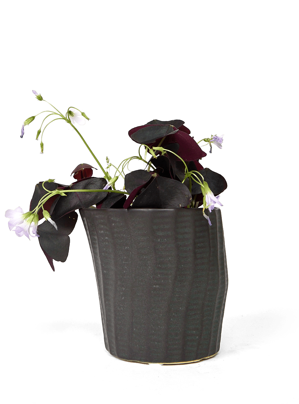 Katakana Ceramic Pot Planter - Chive Ceramics Studio - Pots - Chive Ceramics Studio