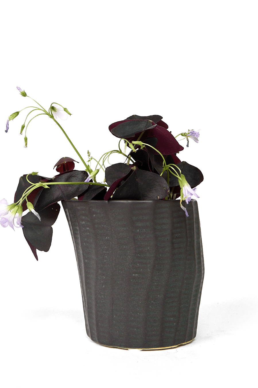 Katakana Ceramic Pot Planter - Chive Ceramics Studio - Pots - Chive Ceramics Studio