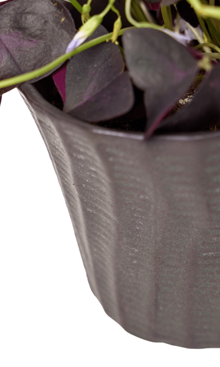 Katakana Ceramic Pot Planter - Chive Ceramics Studio - Pots - Chive Ceramics Studio