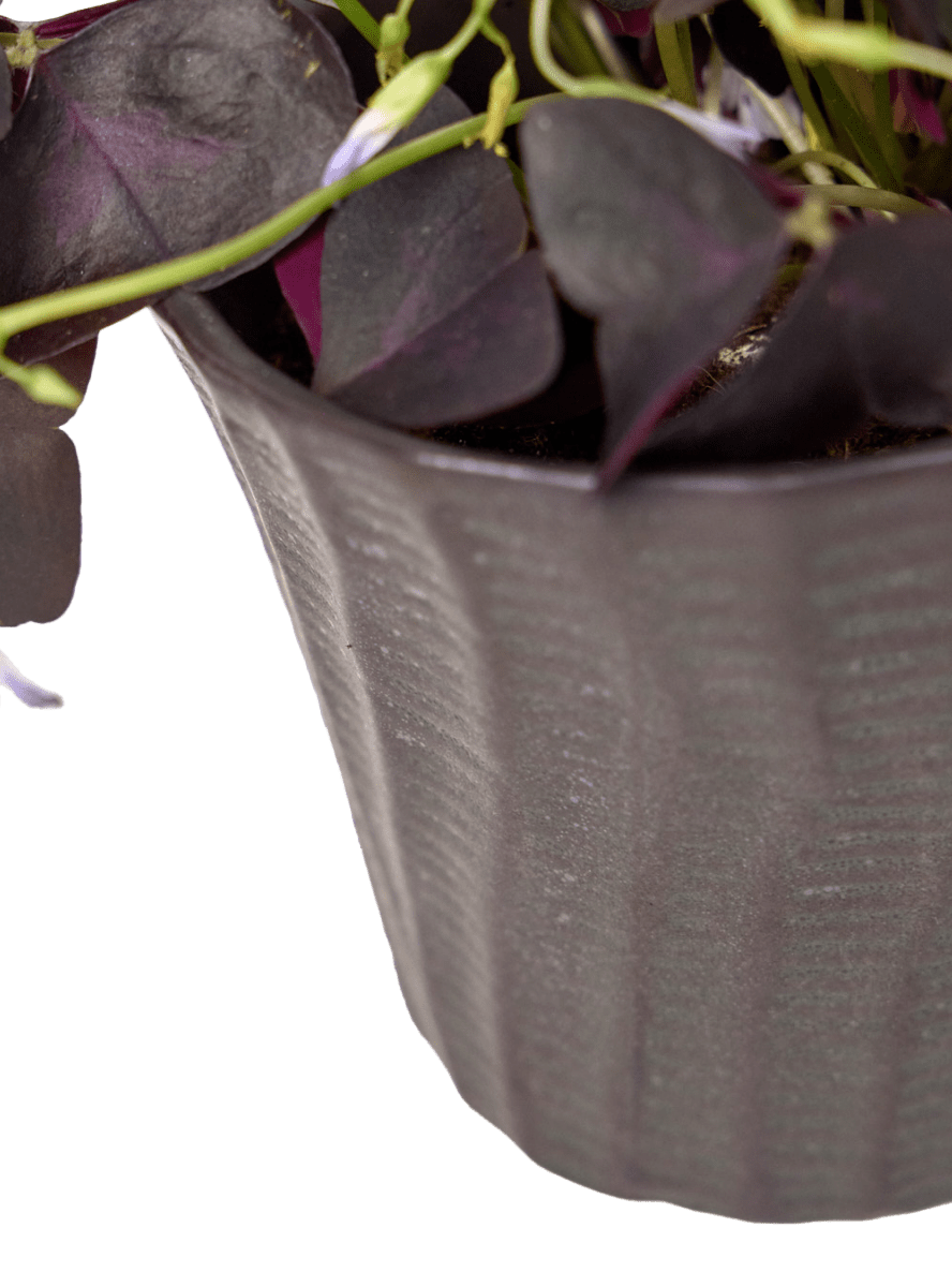 Katakana Ceramic Pot Planter - Chive Ceramics Studio - Pots - Chive Ceramics Studio