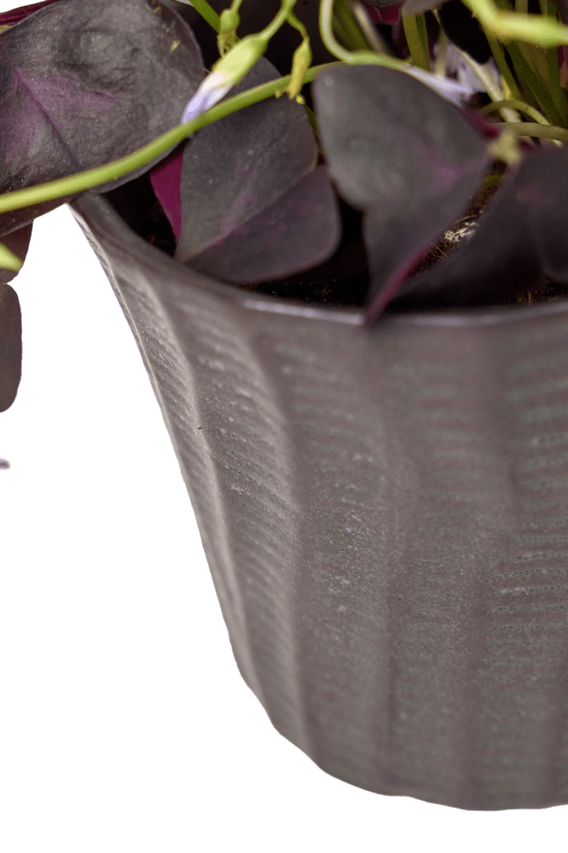 Katakana Ceramic Pot Planter - Chive Ceramics Studio - Pots - Chive Ceramics Studio