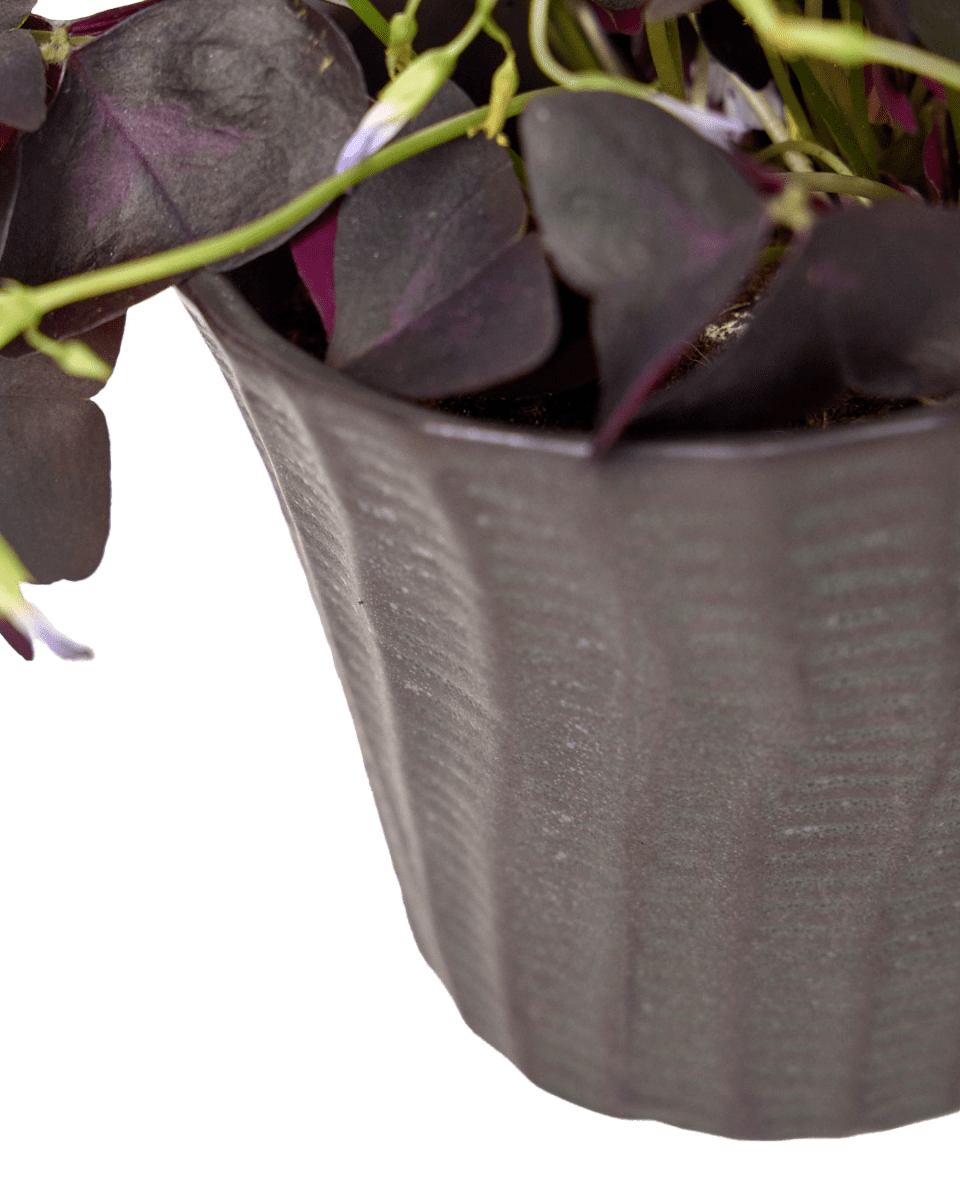 Katakana Ceramic Pot Planter - Chive Ceramics Studio - Pots - Chive Ceramics Studio