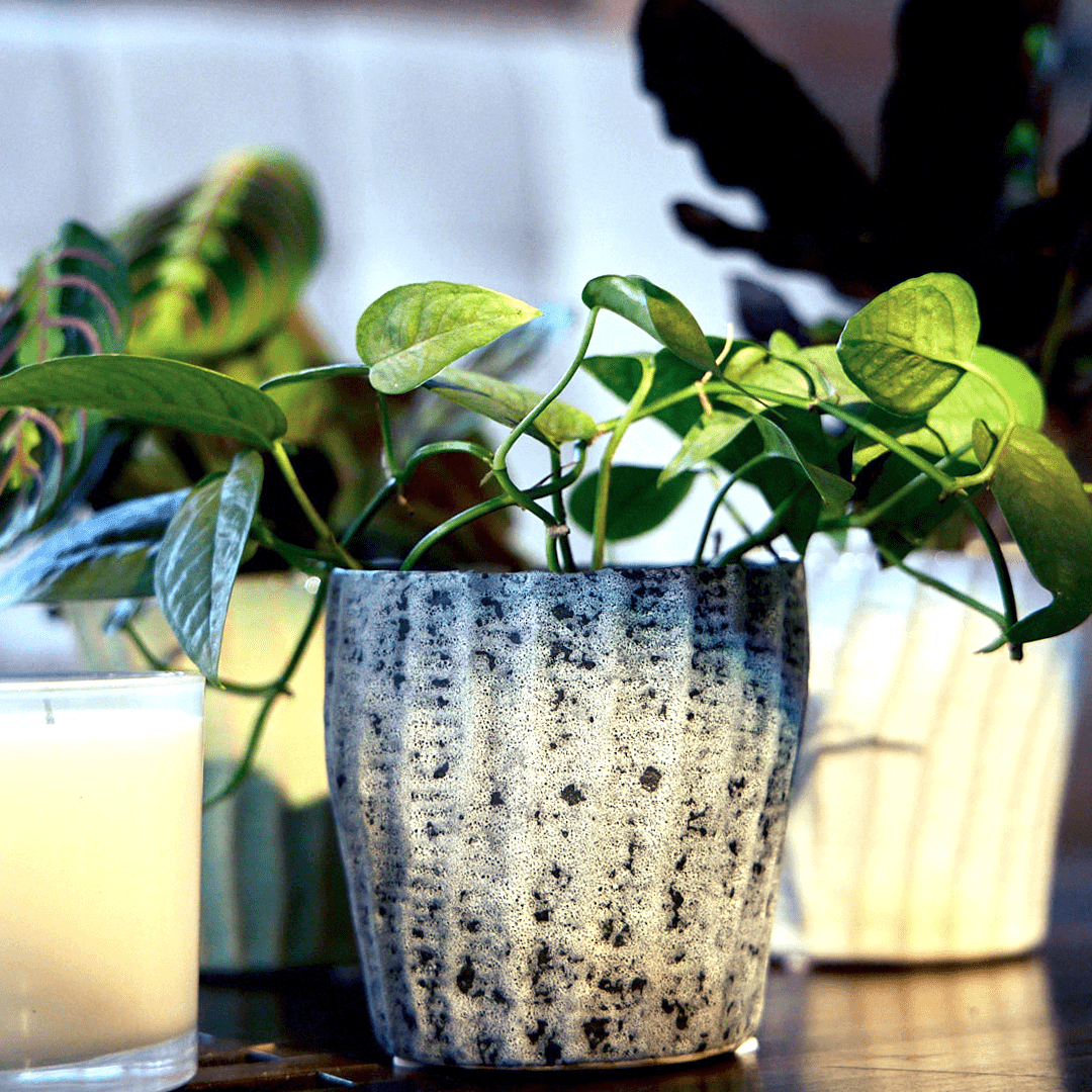 Katakana Ceramic Pot Planter - Chive Ceramics Studio - Pots - Chive Ceramics Studio