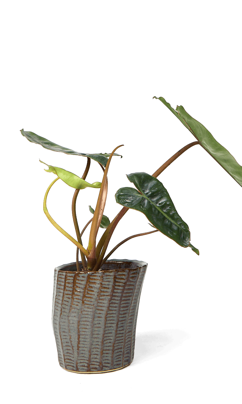 Katakana Ceramic Pot Planter - Chive Ceramics Studio - Pots - Chive Ceramics Studio