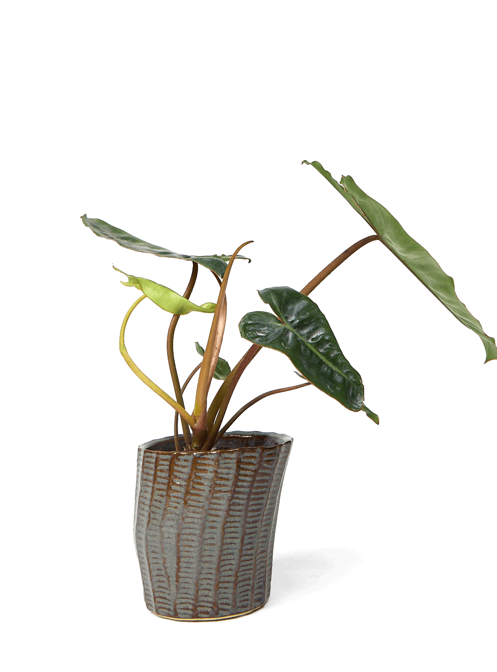 Katakana Ceramic Pot Planter - Chive Ceramics Studio - Pots - Chive Ceramics Studio