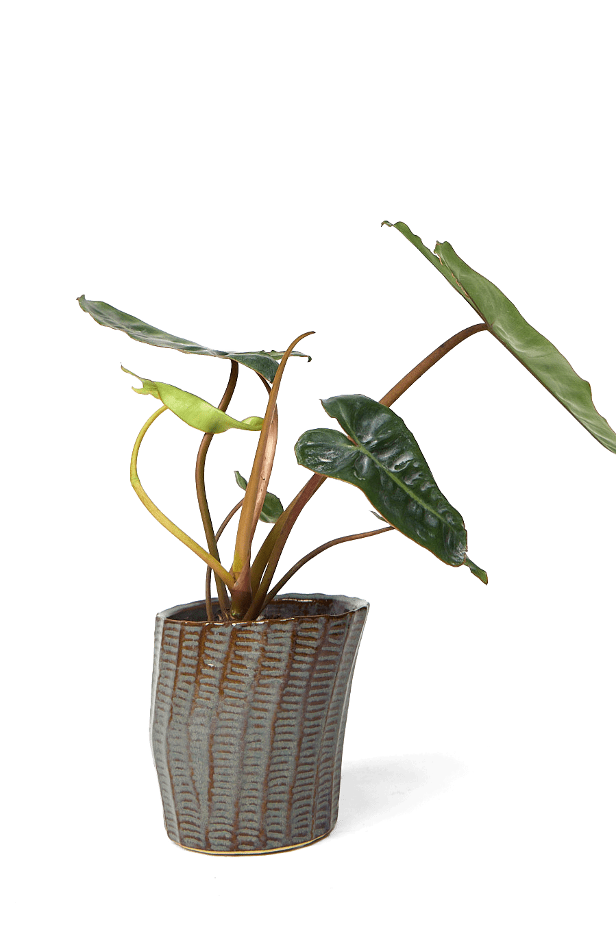 Katakana Ceramic Pot Planter - Chive Ceramics Studio - Pots - Chive Ceramics Studio