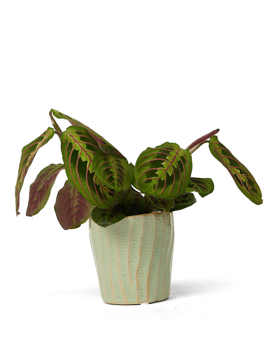 Katakana Ceramic Pot Planter - Chive Ceramics Studio - Pots - Chive Ceramics Studio