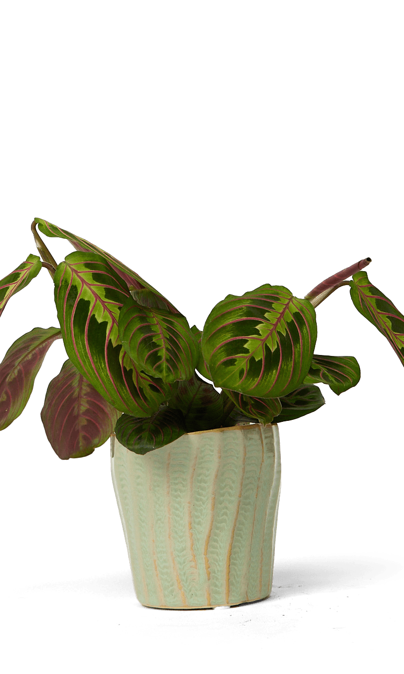 Katakana Ceramic Pot Planter - Chive Ceramics Studio - Pots - Chive Ceramics Studio