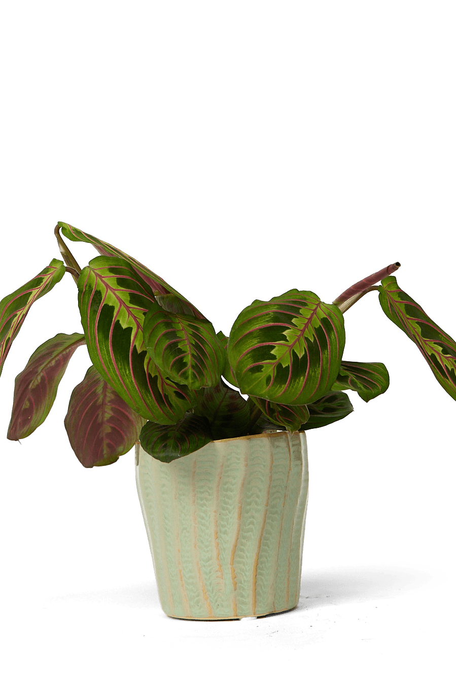 Katakana Ceramic Pot Planter - Chive Ceramics Studio - Pots - Chive Ceramics Studio