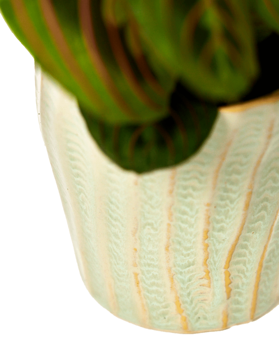 Katakana Ceramic Pot Planter - Chive Ceramics Studio - Pots - Chive Ceramics Studio