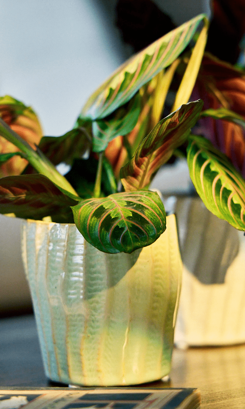 Katakana Ceramic Pot Planter - Chive Ceramics Studio - Pots - Chive Ceramics Studio