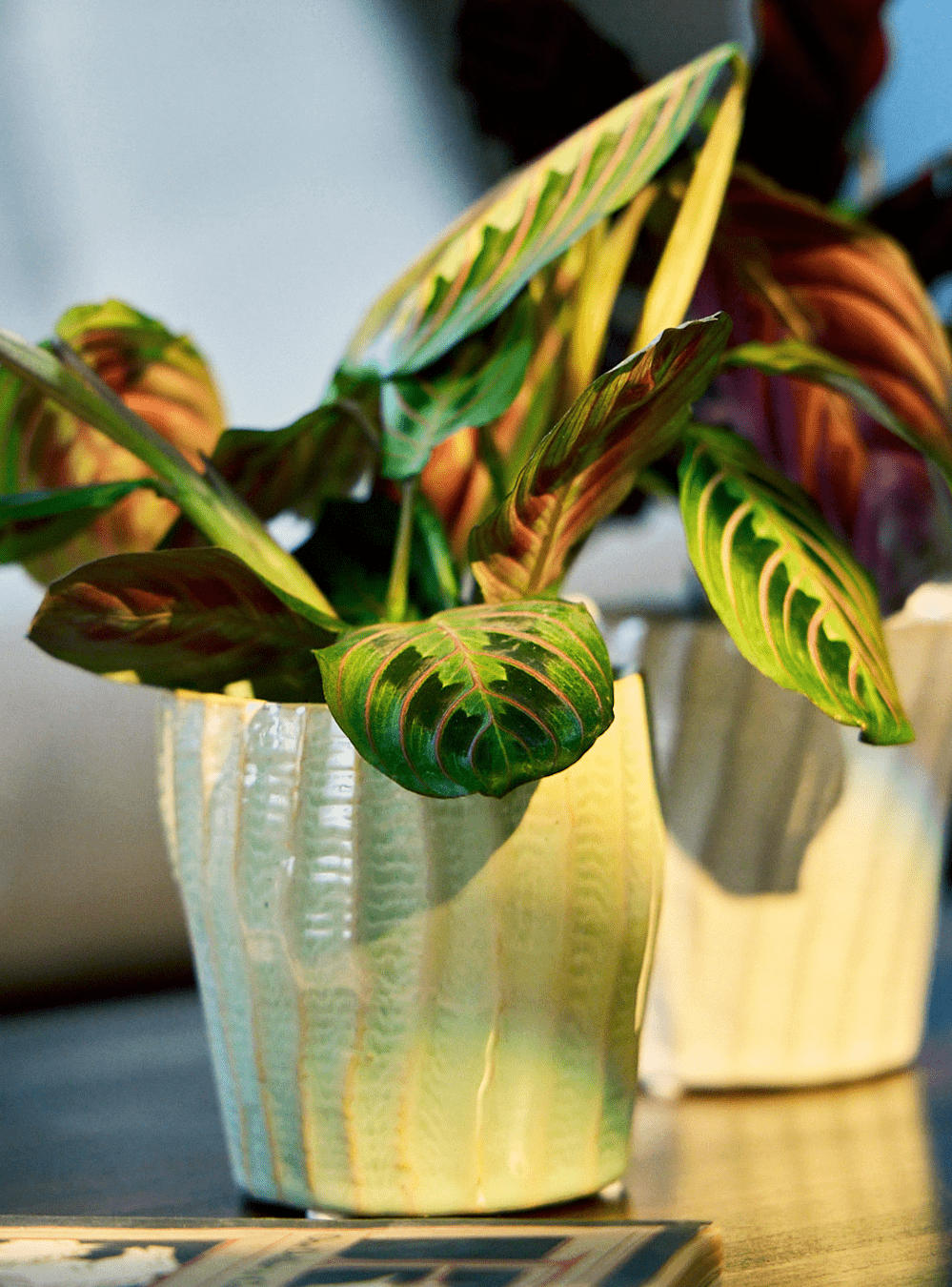 Katakana Ceramic Pot Planter - Chive Ceramics Studio - Pots - Chive Ceramics Studio