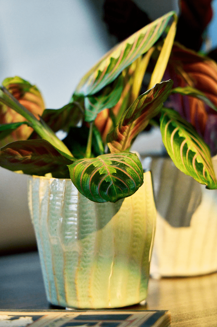 Katakana Ceramic Pot Planter - Chive Ceramics Studio - Pots - Chive Ceramics Studio