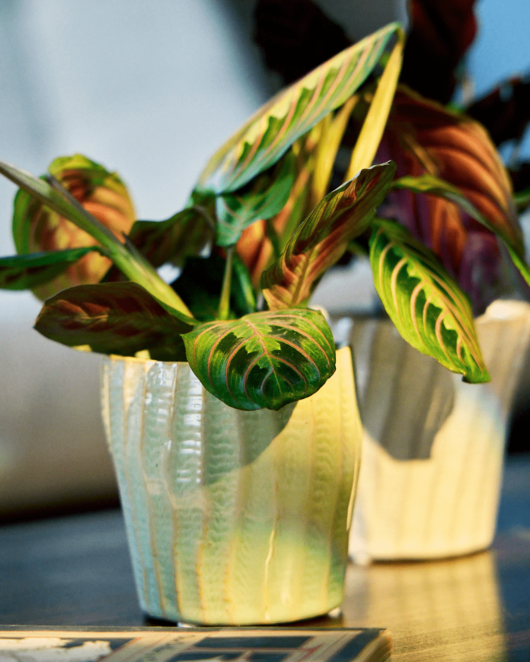 Katakana Ceramic Pot Planter - Chive Ceramics Studio - Pots - Chive Ceramics Studio