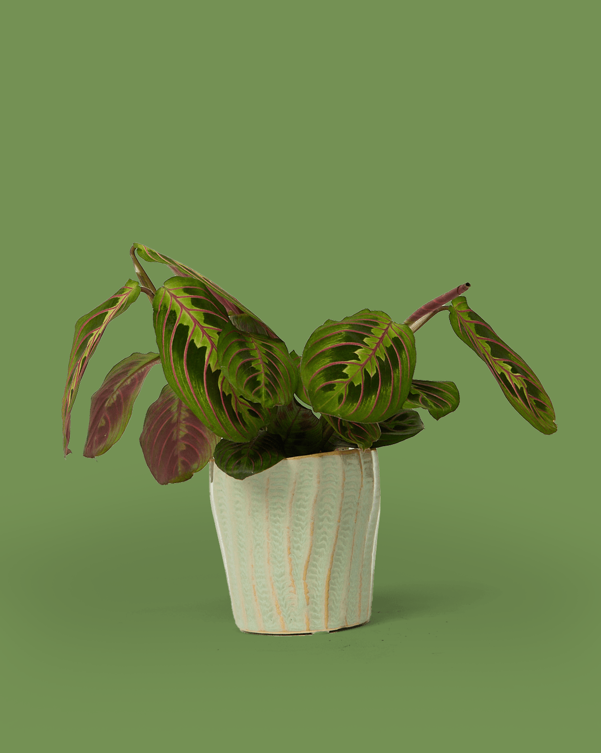 Katakana Ceramic Pot Planter - Chive Ceramics Studio - Pots - Chive Ceramics Studio