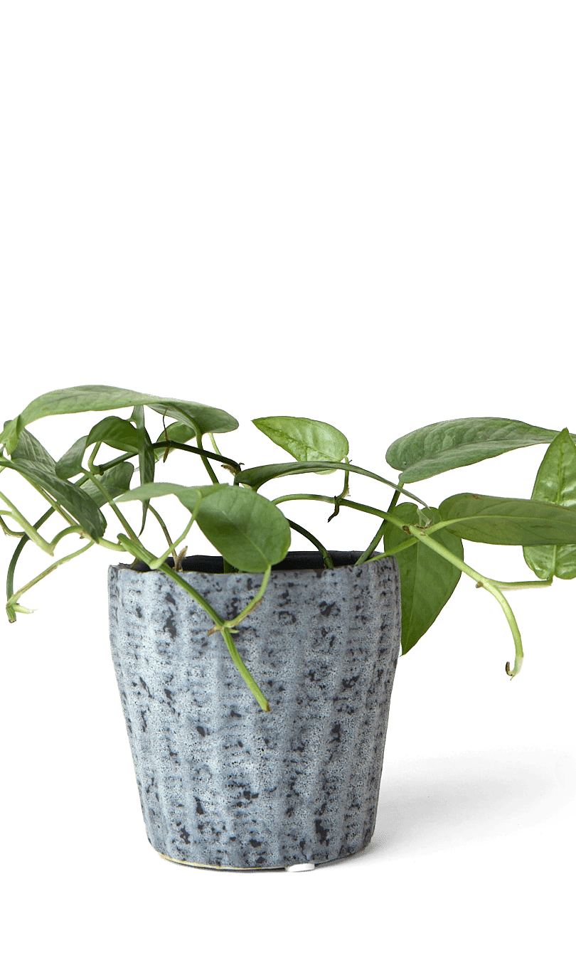 Katakana Ceramic Pot Planter - Chive Ceramics Studio - Pots - Chive Ceramics Studio