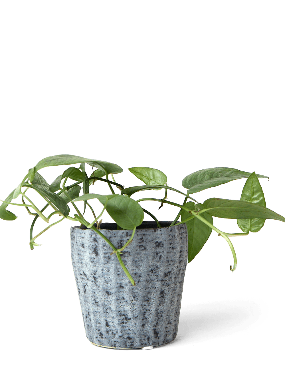 Katakana Ceramic Pot Planter - Chive Ceramics Studio - Pots - Chive Ceramics Studio