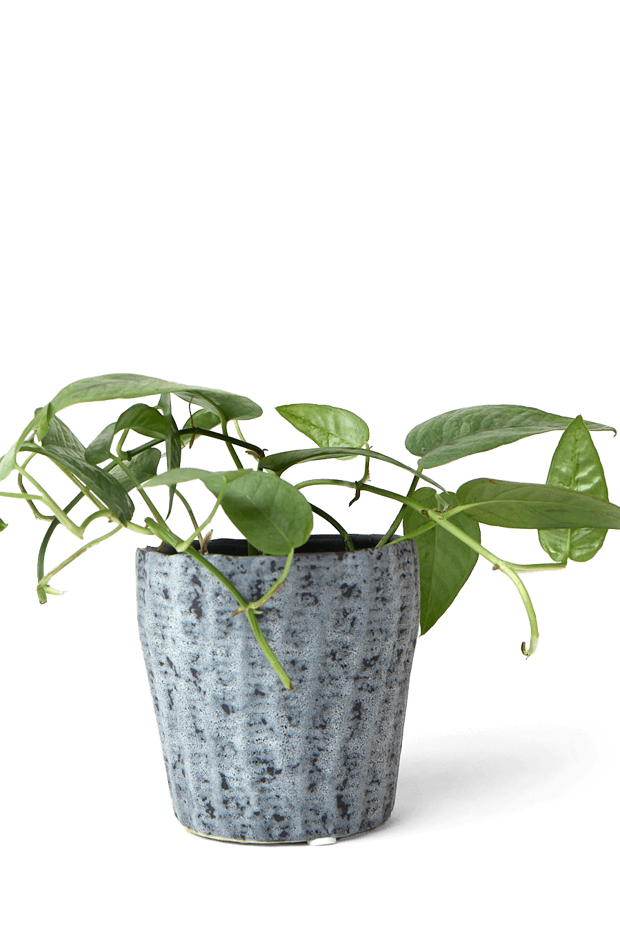 Katakana Ceramic Pot Planter - Chive Ceramics Studio - Pots - Chive Ceramics Studio