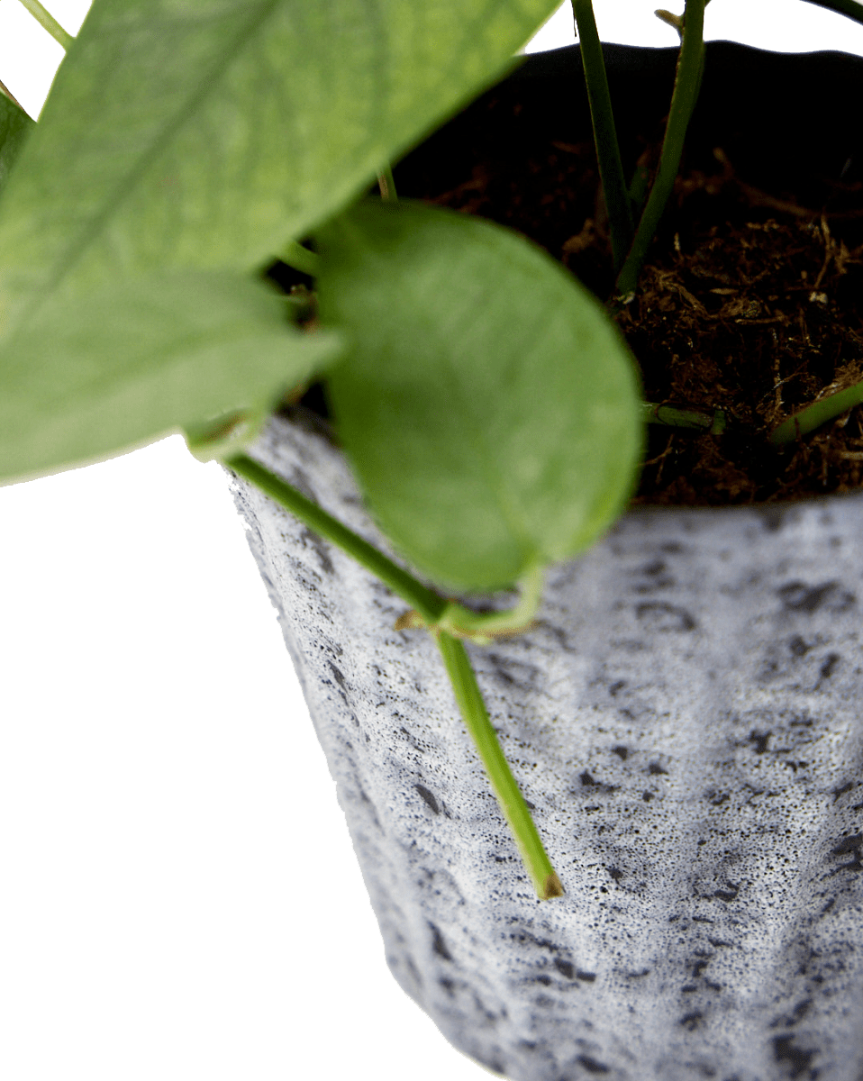 Katakana Ceramic Pot Planter - Chive Ceramics Studio - Pots - Chive Ceramics Studio