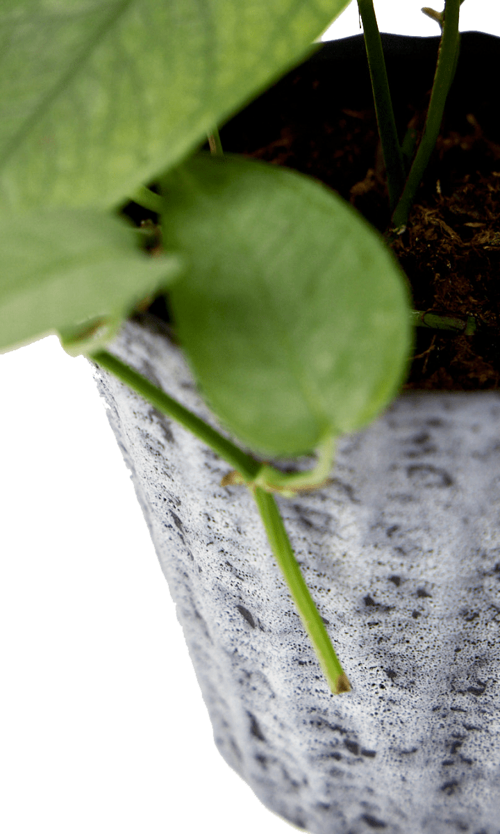 Katakana Ceramic Pot Planter - Chive Ceramics Studio - Pots - Chive Ceramics Studio