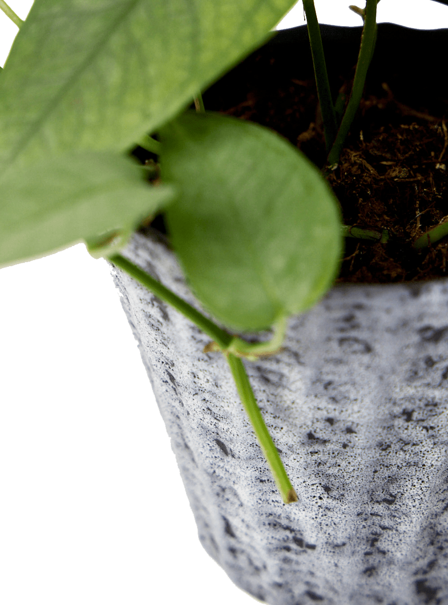 Katakana Ceramic Pot Planter - Chive Ceramics Studio - Pots - Chive Ceramics Studio