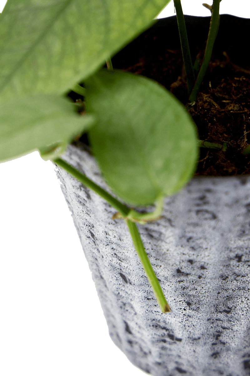 Katakana Ceramic Pot Planter - Chive Ceramics Studio - Pots - Chive Ceramics Studio