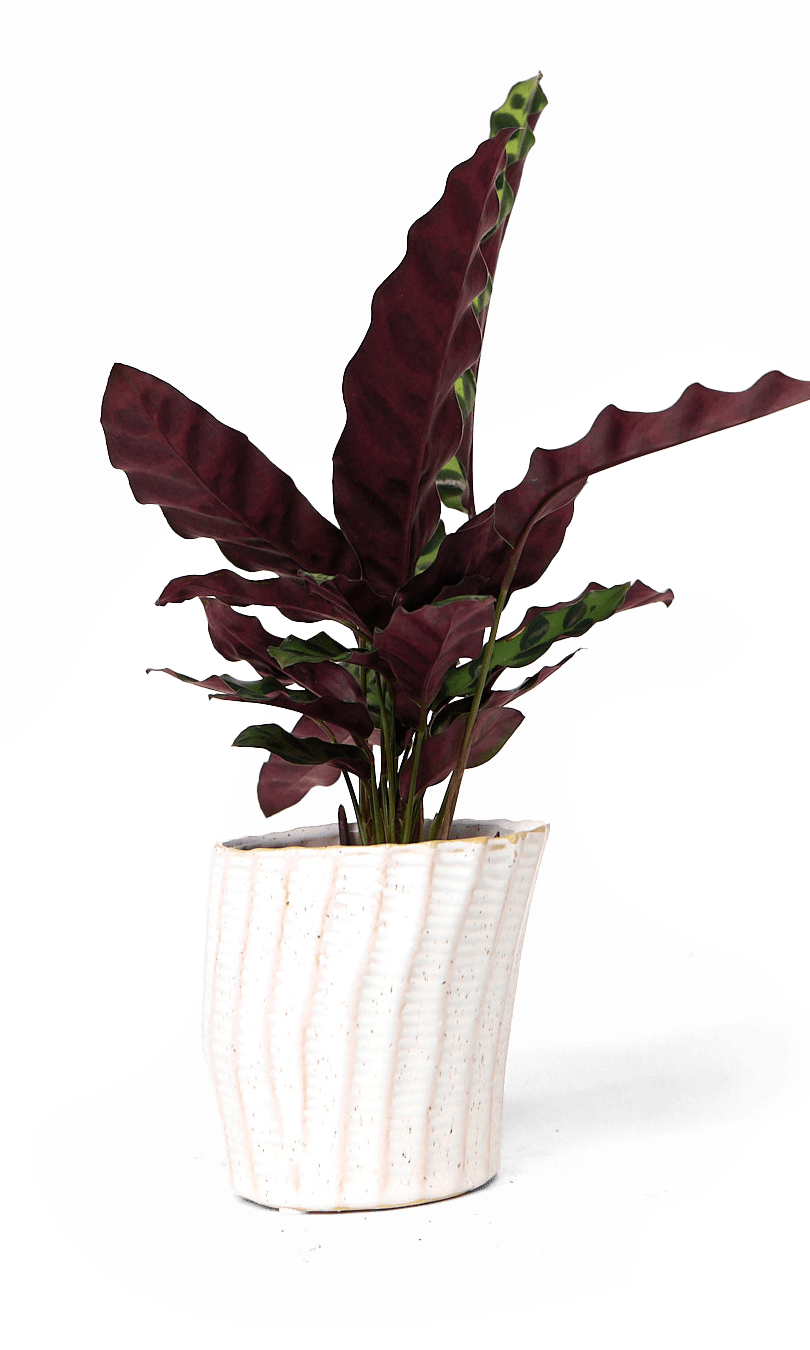 Katakana Ceramic Pot Planter - Chive Ceramics Studio - Pots - Chive Ceramics Studio