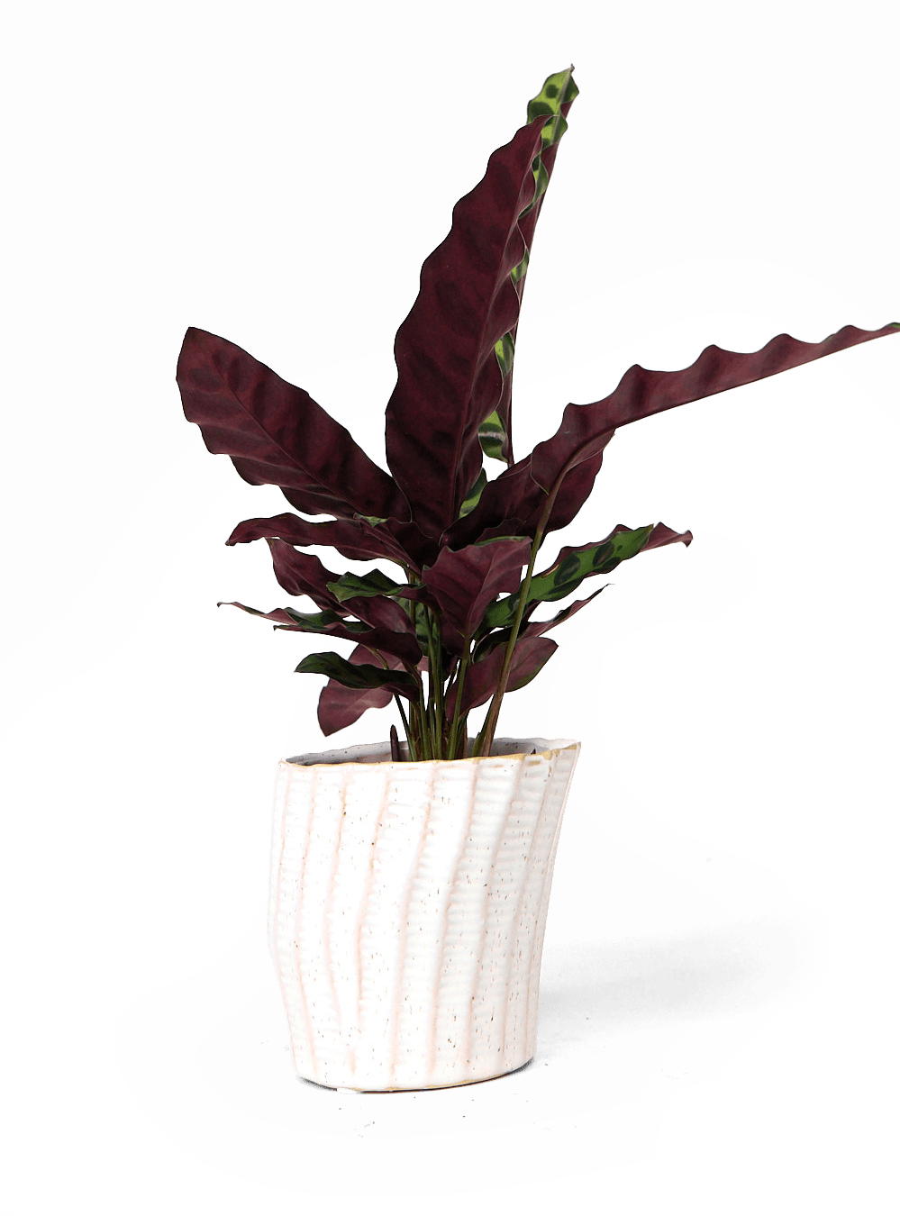 Katakana Ceramic Pot Planter - Chive Ceramics Studio - Pots - Chive Ceramics Studio