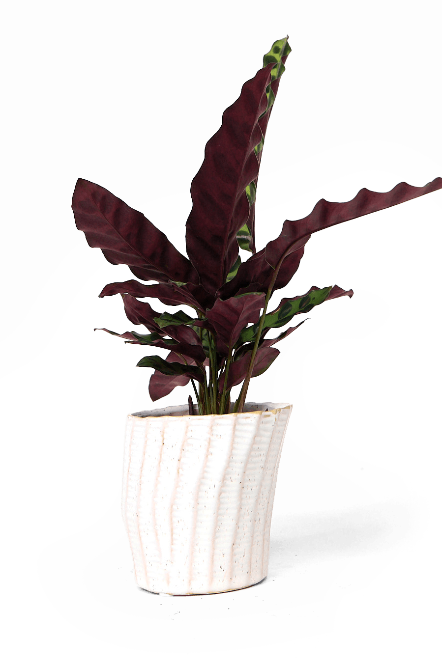 Katakana Ceramic Pot Planter - Chive Ceramics Studio - Pots - Chive Ceramics Studio