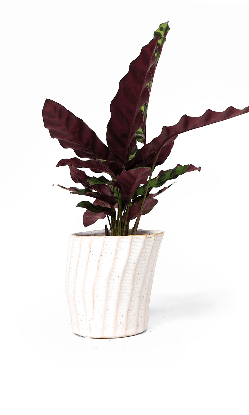 Katakana Ceramic Pot Planter - Chive Ceramics Studio - Pots - Chive Ceramics Studio