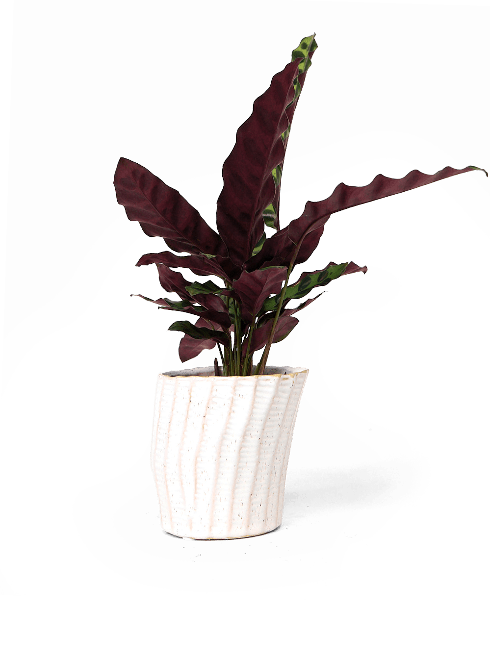 Katakana Ceramic Pot Planter - Chive Ceramics Studio - Pots - Chive Ceramics Studio